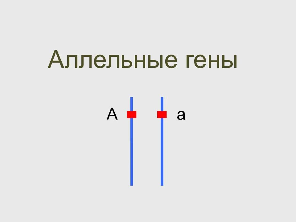 Аллель с разными генами. Аллельные и неаллельные гены. аллельные гены схема. аллельные и неаллельные гены рисунок. аллельные и неаллельные гены обозначение.