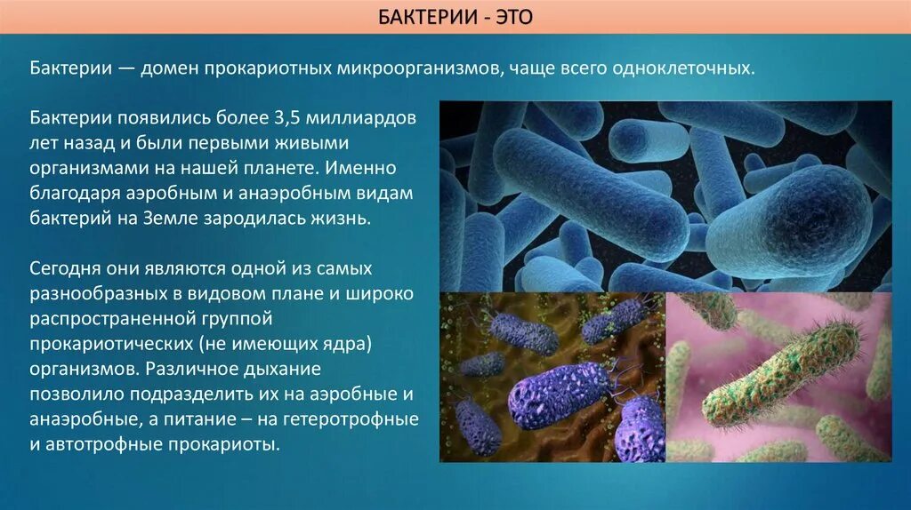 Анаэробные бациллы. Аэробные и анаэробные микроорганизмы. Аэробные микроорганизмы микробиология. Бактерии аэробы и анаэробы. Аэробные органы