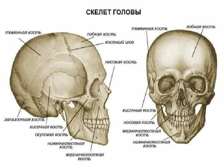 Термин череп. Строение скелета головы. Название костей черепа. Кости головы человека анатомия. Лицевые кости черепа человека анатомия.