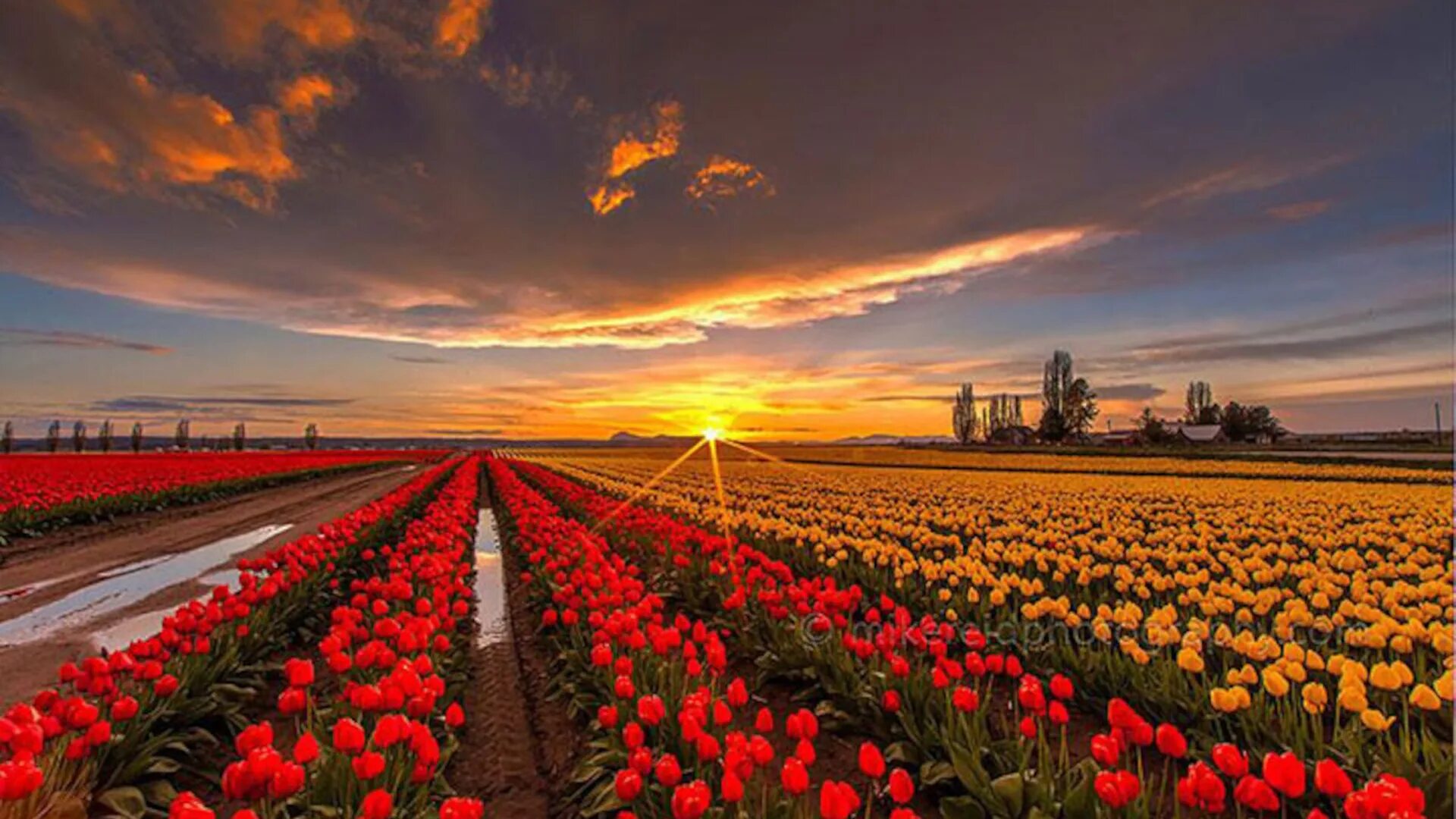 Где тюльпановые поля. Тюльпановое поле Амстердам. Тюльпановые поля в Нидерландах. Тюльпановые плантации в Голландии.