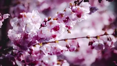 Spring version