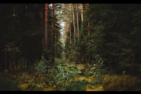 Как назвать картину лес