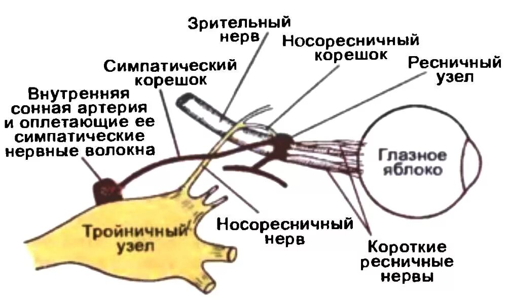 Зрительные нервы глазного яблока. Ресничный узел схема. Симпатическая иннервация глаза схема. НОСО-ресничной ветви глазного нерва. Иннервация глазного яблока схема.