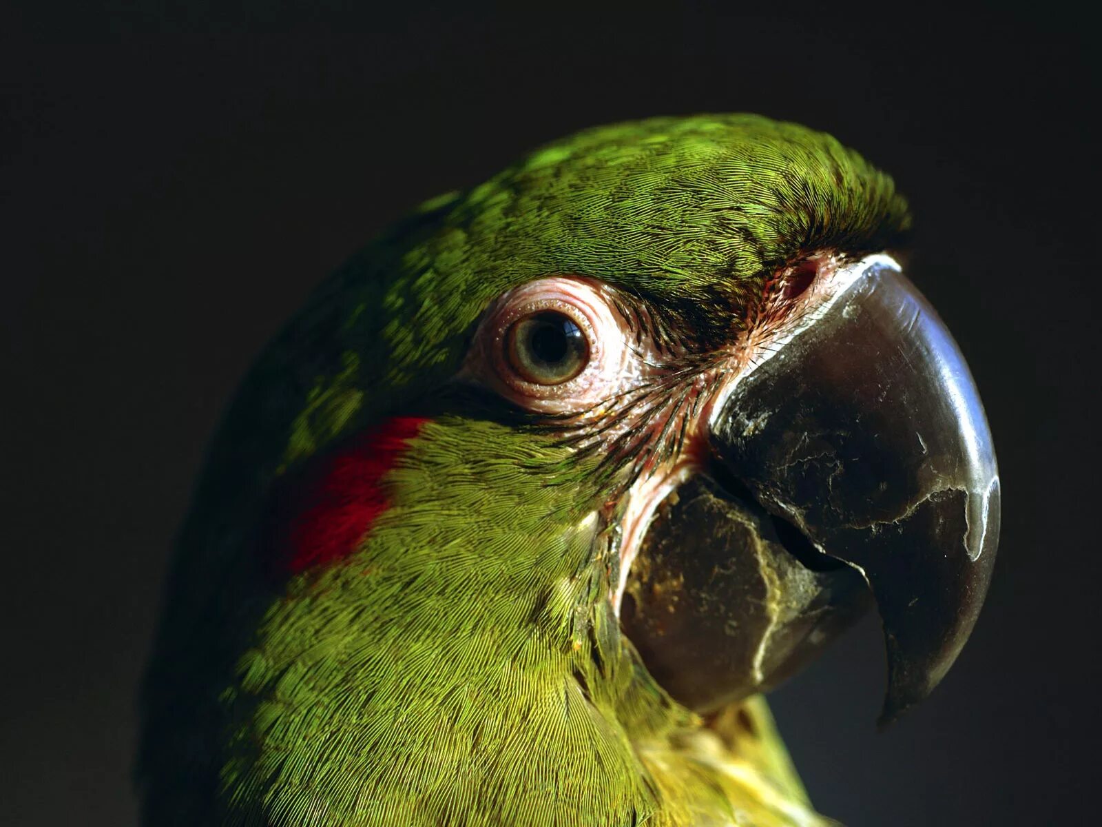 Черно зеленая птичка. Зеленый попугай с черным клювом. Голова попугая. Клюв попугая. Темно зеленые попугаи.