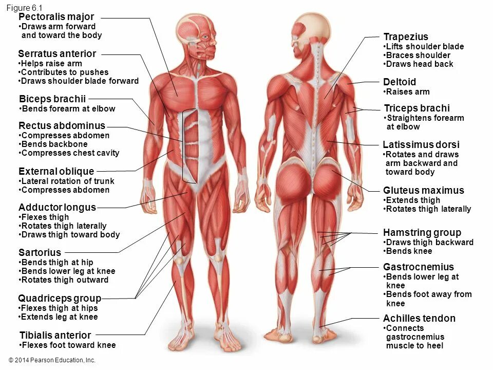 Строение мышц человека спереди и сзади. Мышечная система схема. Мышечная система человека (анатомия человека) плакат а4. Мышечная система сухожилия. Подробная анатомия мышц человека.