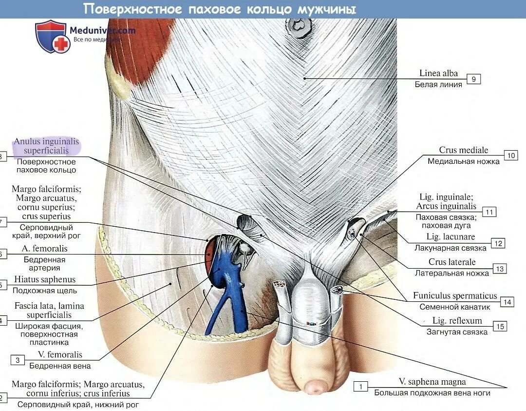 Поверхностное паховое кольцо (anulus inguinalis superficialis) образовано:. Паховый канал у женщин анатомия схема. Семенной канатик анатомия строение. Строение паха у мужчин. Боли в правой области паха