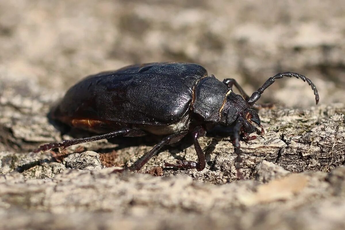 Cantharis fusca Linnaeus, 1758 (Cantharidae) - фото А.Н. Поседко