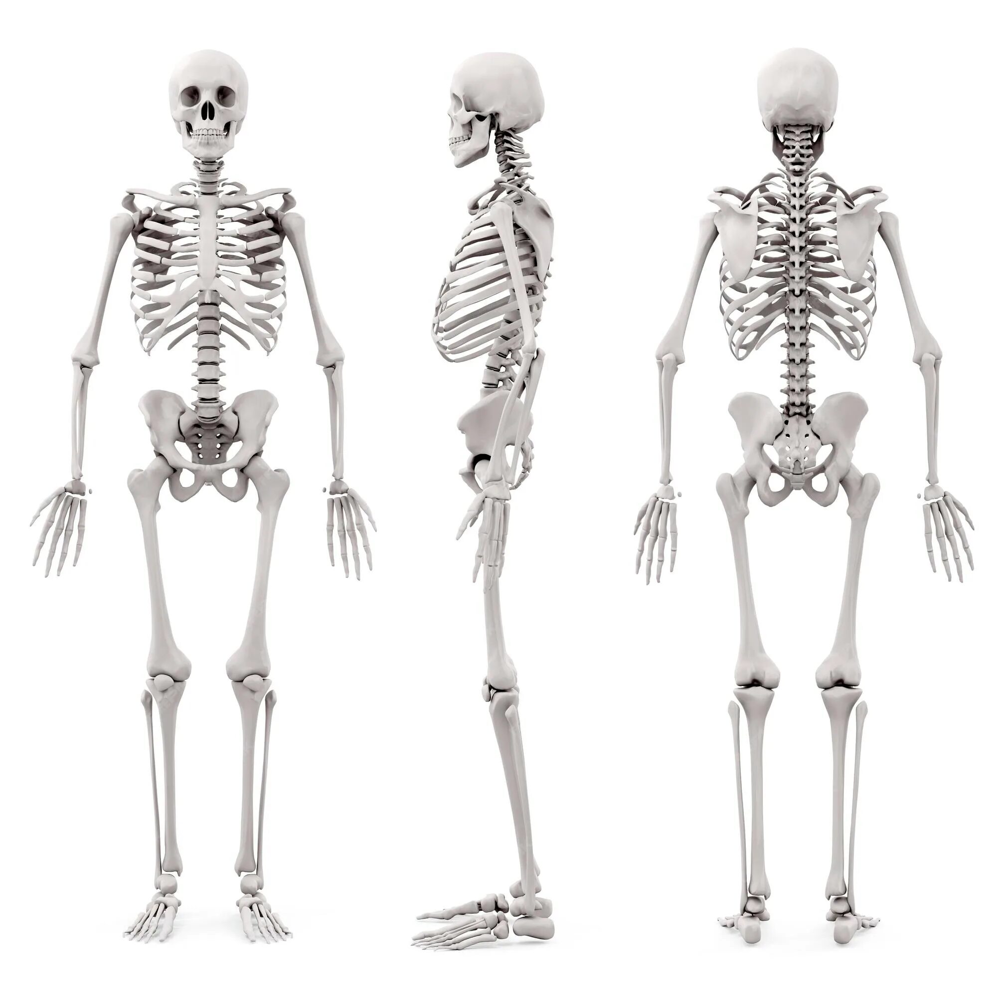 Строение скелета человека. Скелет туловища. Скелет человека 3d. Скелет человека на белом фоне.