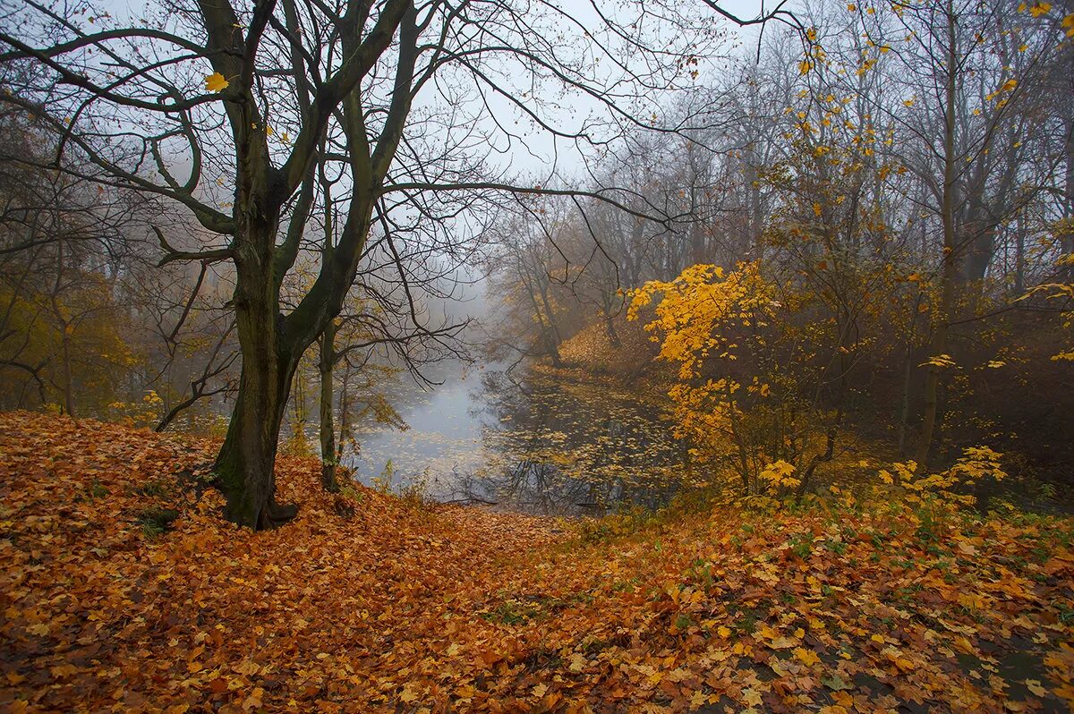 Картинки осень ноябрь. Поздняя осень. Конец осени. Поздняя осень пейзаж. Поздняя осень в лесу.