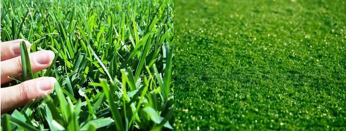 Natural v. Посевной газон. Искусственный газон макро. Семена газона в руке. Газовая трава.