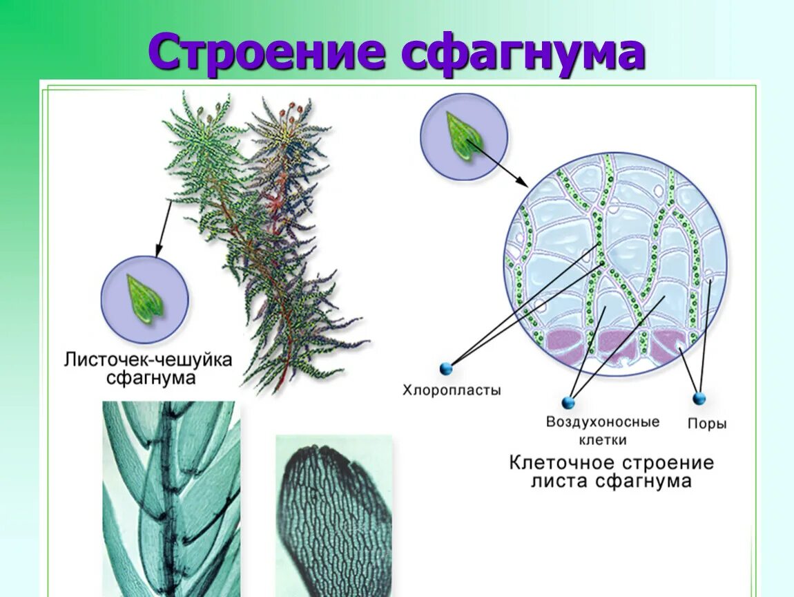 Спорангий сфагнума. Торфяной мох сфагнум строение листа. Клеточная структура листа сфагнума. Воздухоносные клетки сфагнума. Хвойные и двудольные растения
