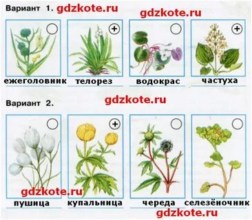 С помощью чего можно узнать название растений