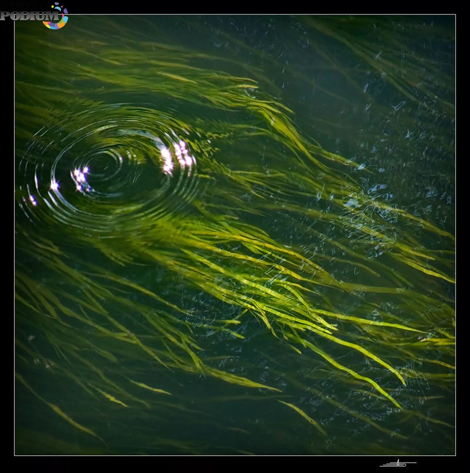 Водоросли запутались в. Солярис Тарковский водоросли. Речные водоросли. Водоросли под водой. Растения под водой.