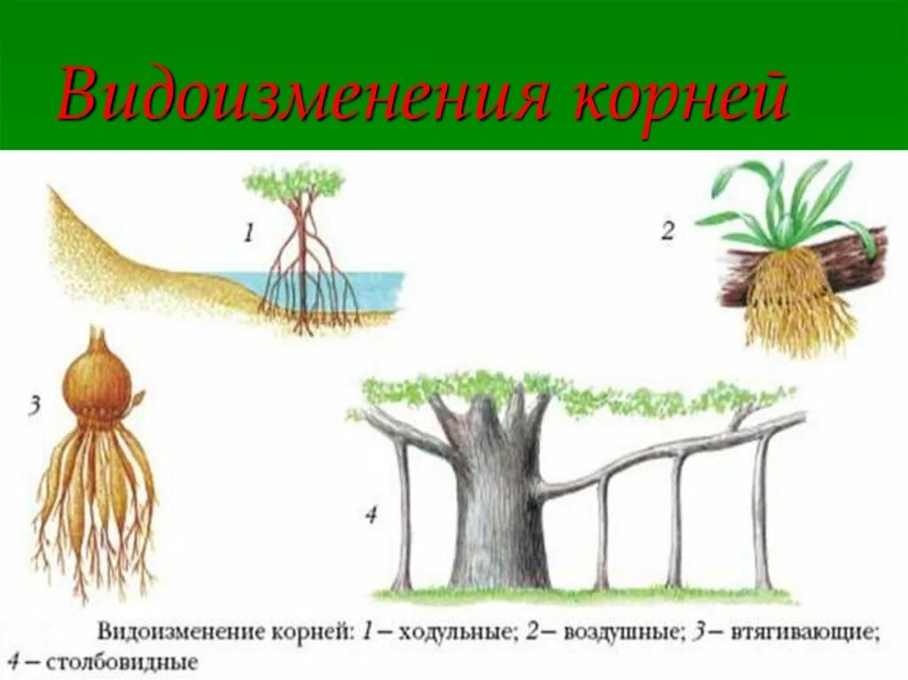 Видоизменение корня дыхательные корни. Видоизменение корня ходульные строение. Видоизмененный корень имеется у