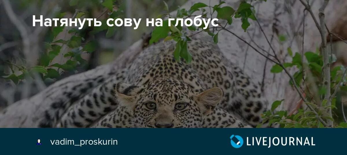 Выражение сова натянутая на глобус. Натягивание Совы на Глобус. Натянуть сову. Сова на глобусе. Натянуть сову на Глобус прикол.