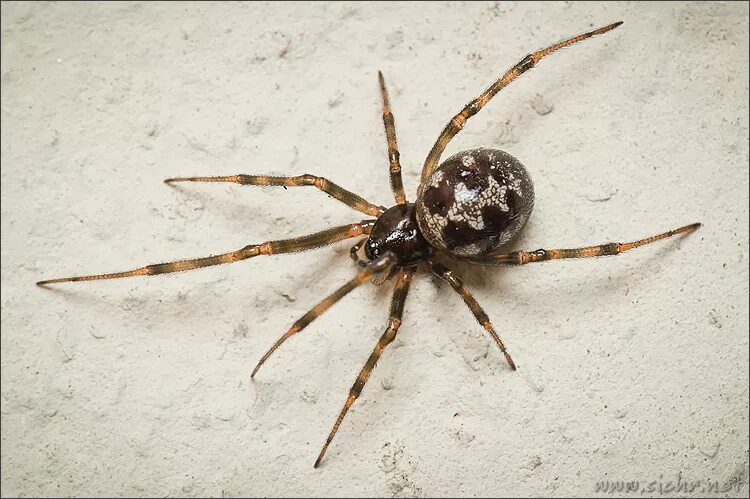 Steatoda triangulosa. Стеатода Гросса. Стеатода треугольная паук. Стеатода самец.