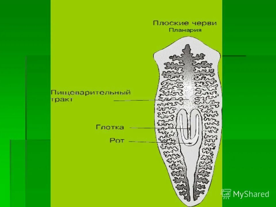 Какая часть белой планарии выполняет двигательную функцию. Планария глотка. Глотка у плоских червей. Половая система белой планарии. Личинка планарии.