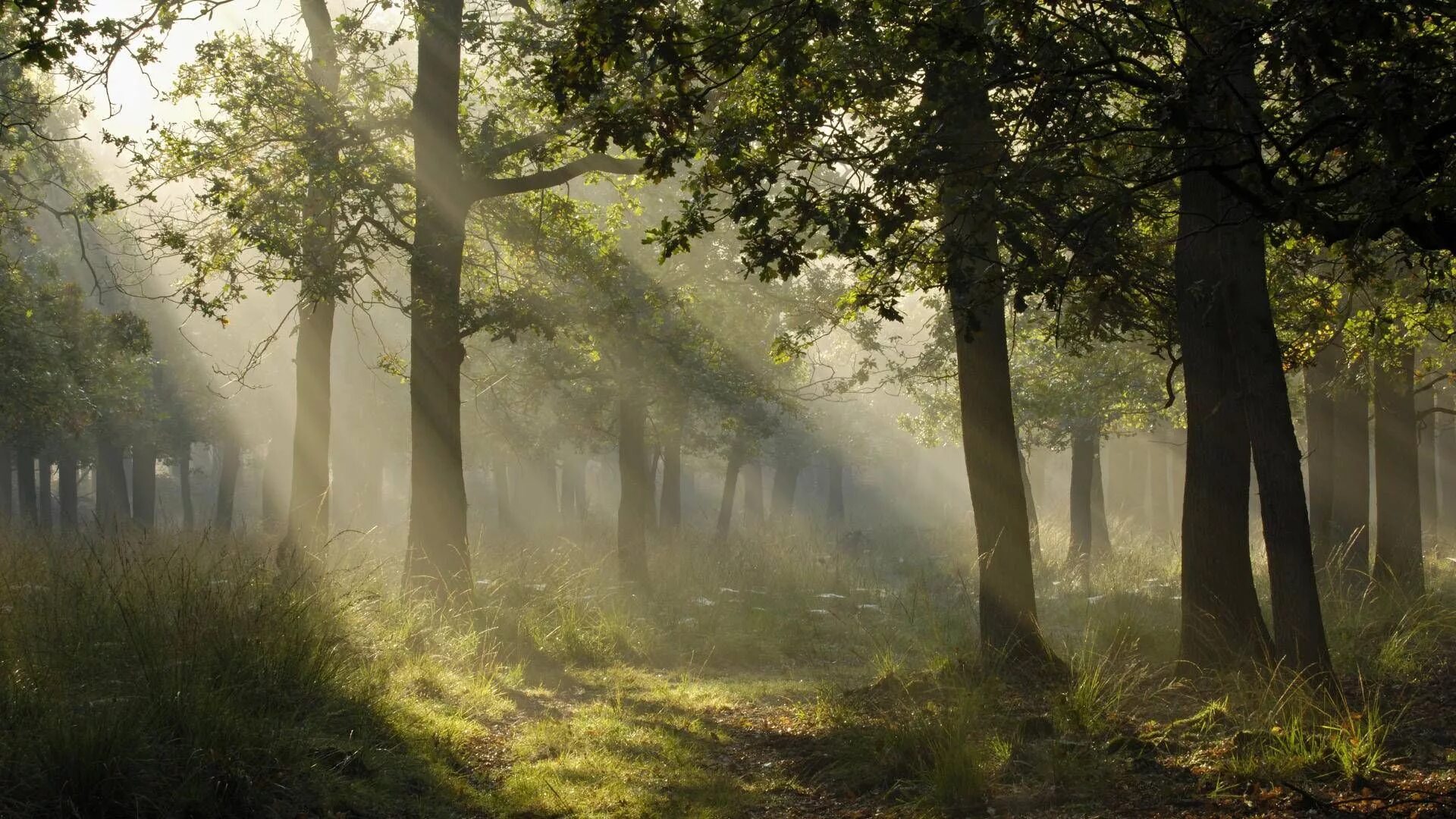 Утренний туман в лесу. Фон леса. Лес в тумане. Лесной пейзаж. Сквозь лес и дым геншин