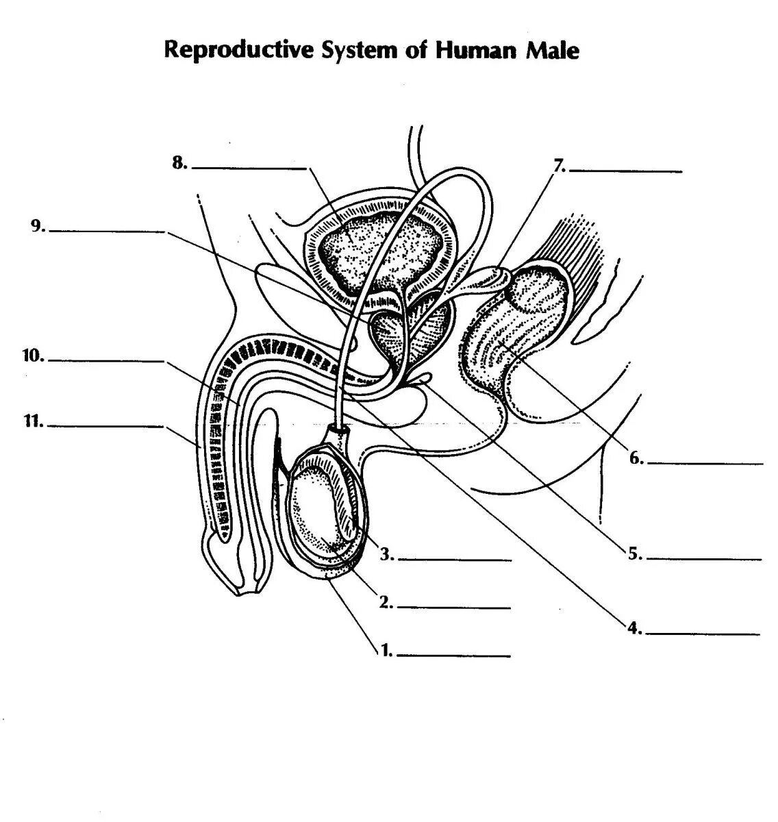 Части подов. Схема строения репродуктивной системы. Схема органов репродуктивной системы. Репродуктивная система мужчины схема. Строение мужской репродуктивной системы анатомия.
