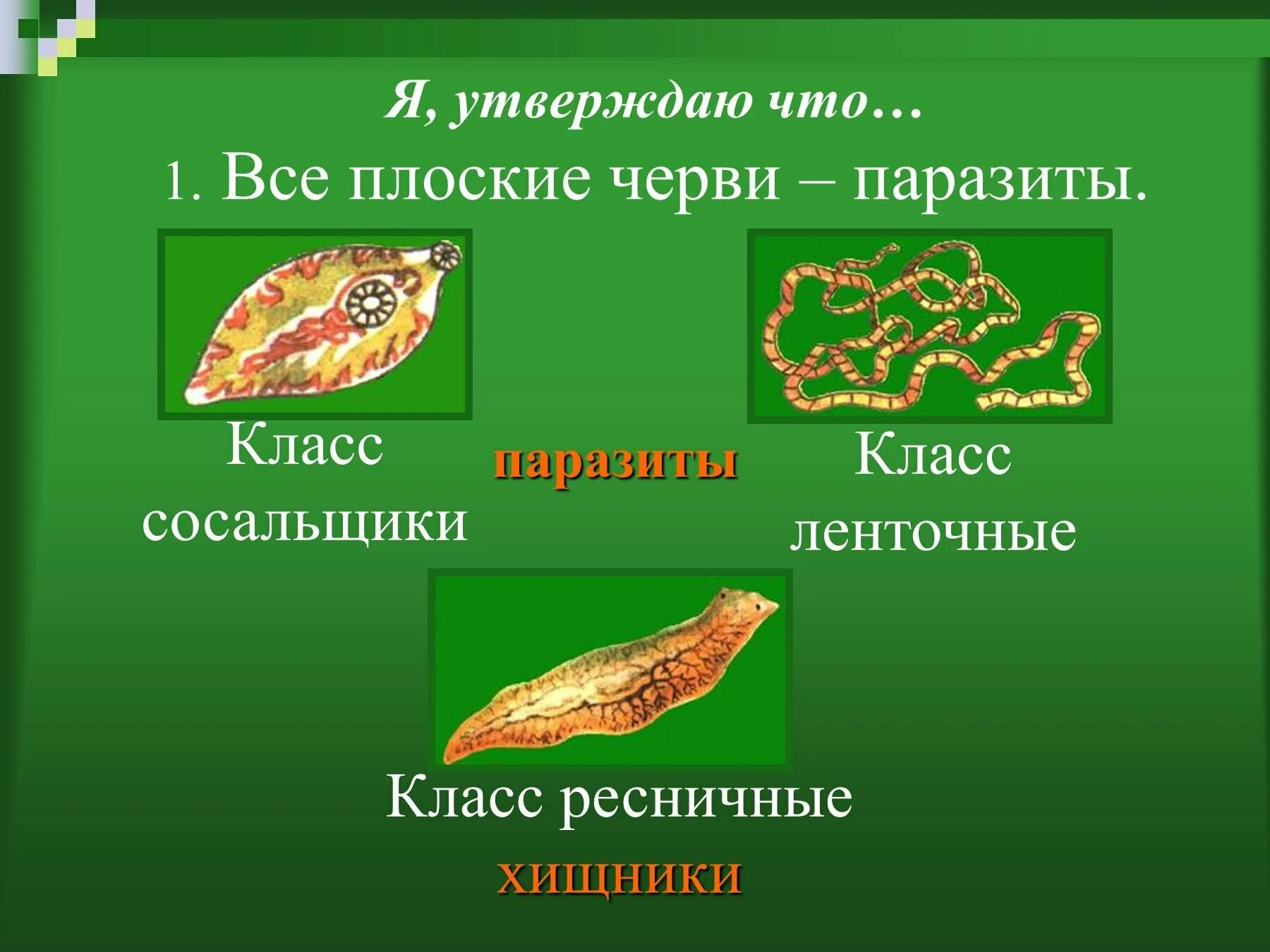 Доклад про плоских паразитических червей. Тип плоские черви паразиты. Презентация на тему плоские черви. Проект по биологии плоские черви. Класс ресничные сосальщики ленточные