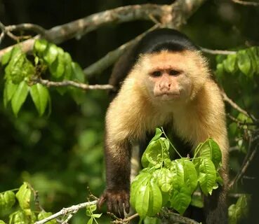 Only monkeys