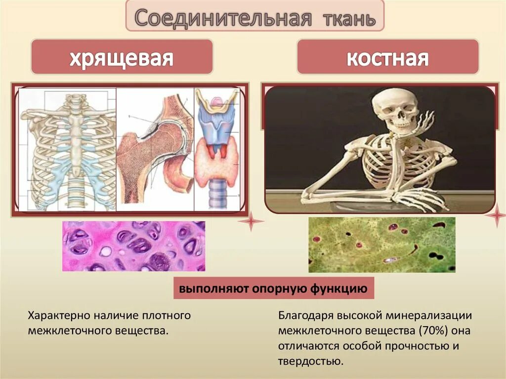 Скелет состоит из хрящевой ткани. Функции костной и хрящевой ткани. Скелетная костная соединительная ткань. Скелетная хрящевая ткань функции. Хрящевая и костная соединительная ткань.