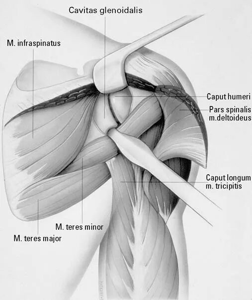 Гленоид плечевого сустава. Гленоида лопатки анатомия. Перелом гленоида лопатки. Фиброзно-хрящевая губа гленоида.