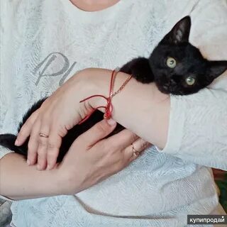 Добрые руки кошки нижний новгород