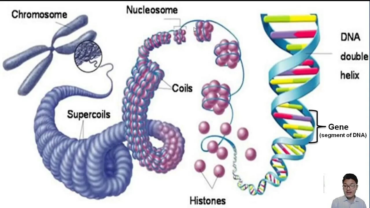 Строение хроматина и хромосомы. Структурва компактизаций молекул ДНК. Ген ген хромосома хроматин. Строение ДНК хроматин.