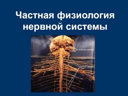 Нервная система и окружающая среда