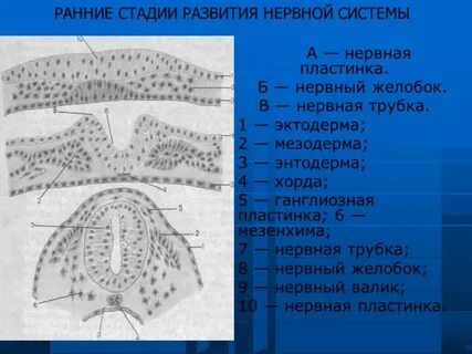 Нервная пластинка