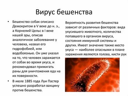 Вирусы возбудители опасных заболеваний кратко
