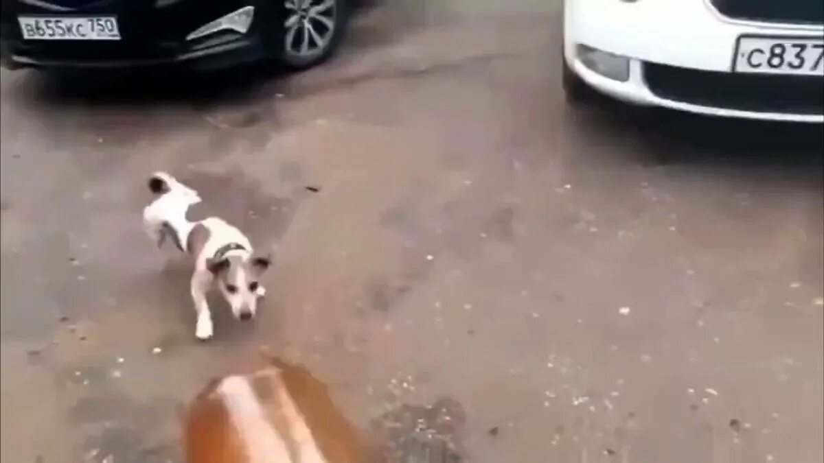 Пес и кега. Собака и кега. Собака и пивная кега. Пес патрон мем. Джек рассел мем кега.