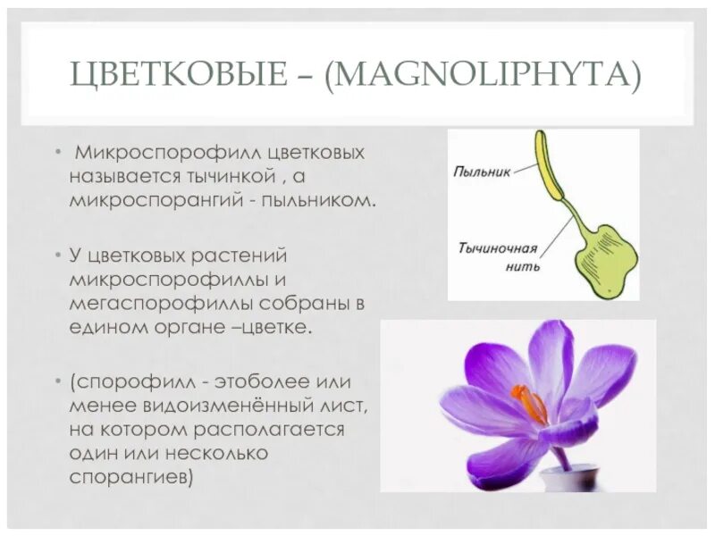 Цветки имеющие только тычинки