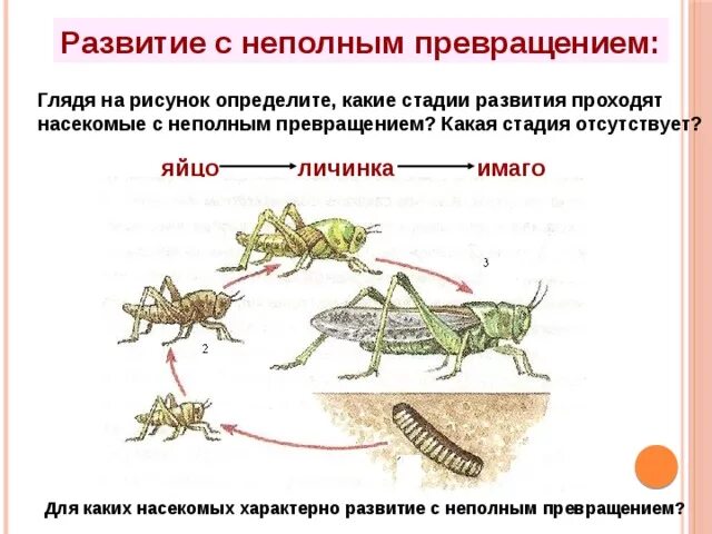 Какой тип развития характерен для зеленого кузнечика. Схема развития насекомых с неполным превращением. Фазы развития насекомых с полным и неполным превращением. Развитие стадии саранчи стадии постэмбриональное. Схема жизненного цикла насекомого с неполным превращением.