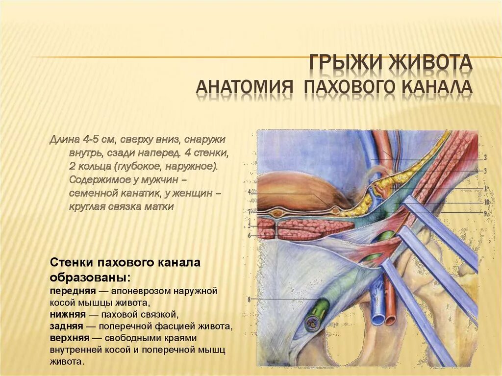 Стенки пахового канала топографическая анатомия. Паховая грыжа и семенной канатик. Грыжи топографическая анатомия. Паховый канал анатомия стенки.