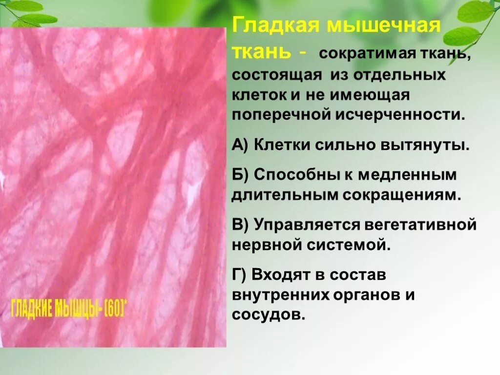 Состоит из клеток имеющих поперечную исчерченность. Сократимые ткани. Ткани состоящие из вытянутых клеток. Мышечная ткань растений. Клетка и ткани презентация.