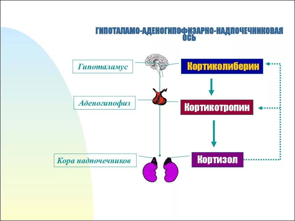 Регуляция функции гипоталамо-гипофизарно-надпочечниковой системы. Гипоталамо-гипофизарно-надпочечниковая система схема.