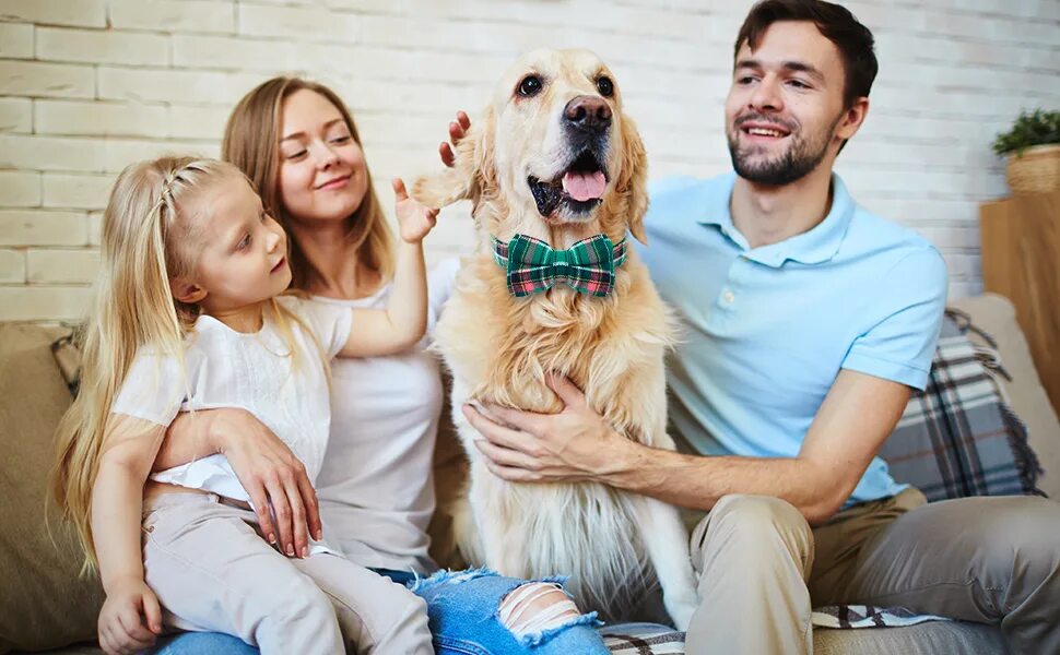 Your family a dog
