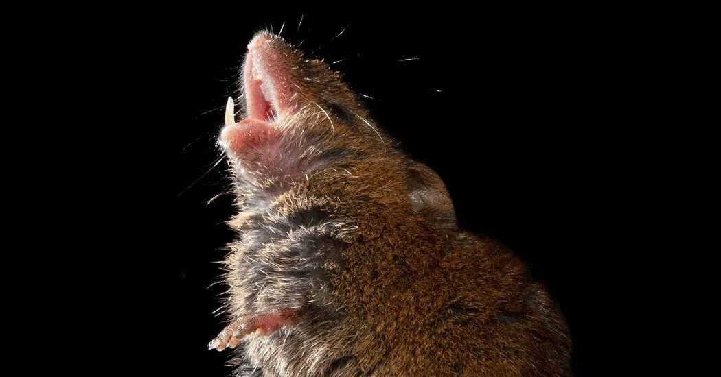 Singing mouse