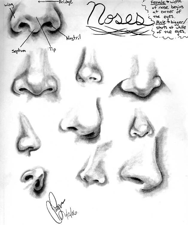 Nose shapes