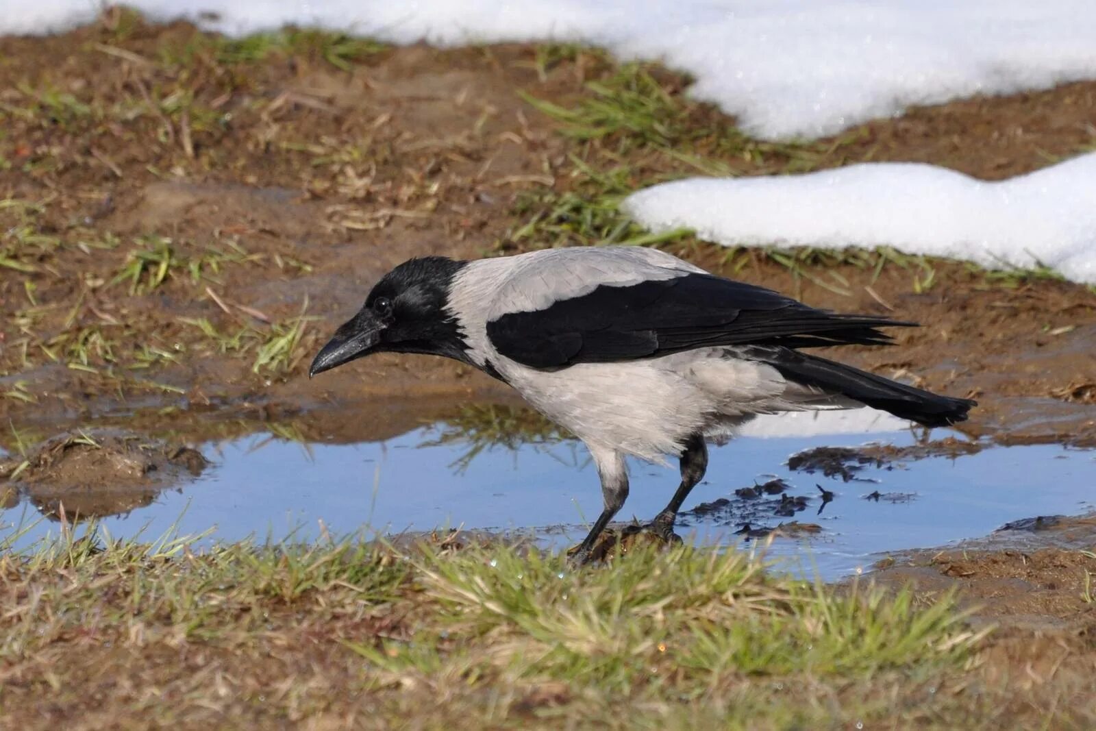 Серый ворон 7. Серая ворона. Ямал ворона. Ворона серая Республика Коми. Corvus cornix.