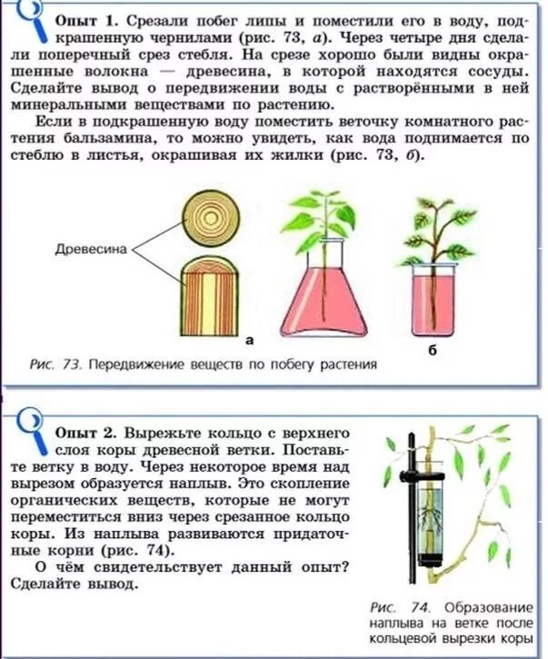 Опыты биология 6 класс. Опыты передвижение воды и Минеральных веществ. Эксперименты по биологии 6 класс. Опыты по биологии 6 класс с ответами.