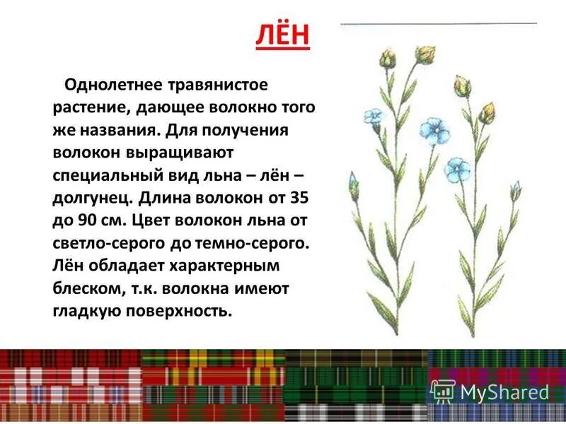 лен прядильное растение. лен какая культура растений. лен какая культура растений. презентация лен. лён растение описание.