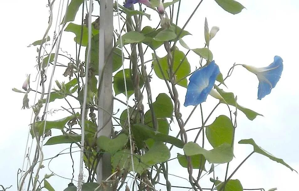 как выглядит цветок ипомея. как выглядит цветок ипомея. цветы ипомея голубые. как выглядит цветок ипомея. ипомея пурпурная.