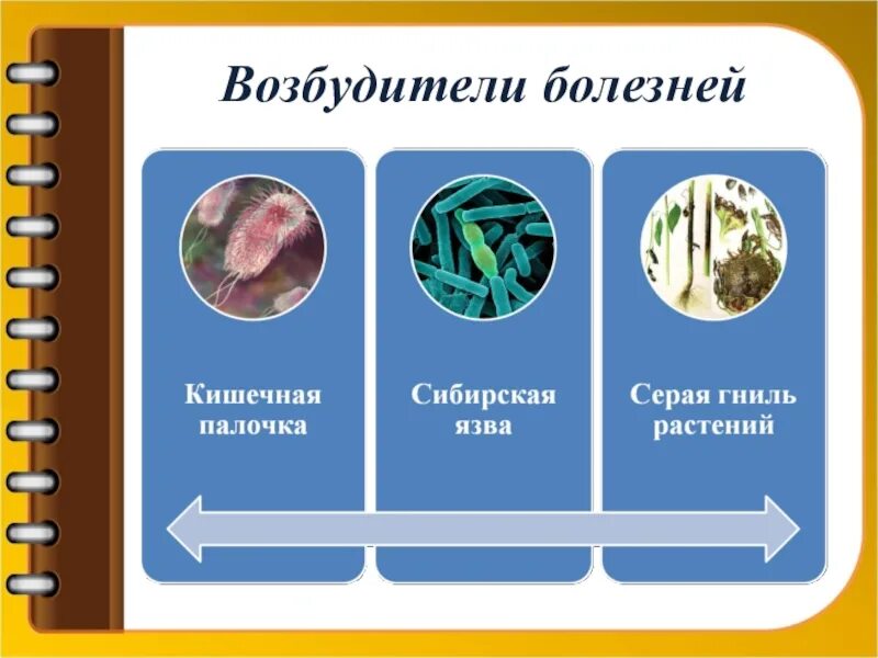 Бактерии возбудители болезней. Микроорганизмы возбудители заболеваний. Возбудители бактериальных инфекционных заболеваний. Бактерии возбудители заболеваний человека. Группы вредных организмов