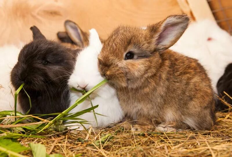 К каким животным относятся кролики. Крольчата. Семейство кроликов. Крольчонок. Кролик дома.
