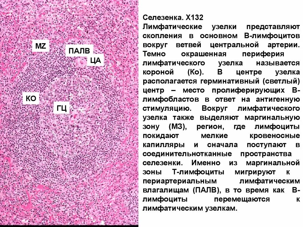 Лимфоидный узел селезенки гистология. Строение лимфоидных узелков селезенки. Зоны лимфатического узелка селезенки. Герминативный центр лимфоидного фолликула.