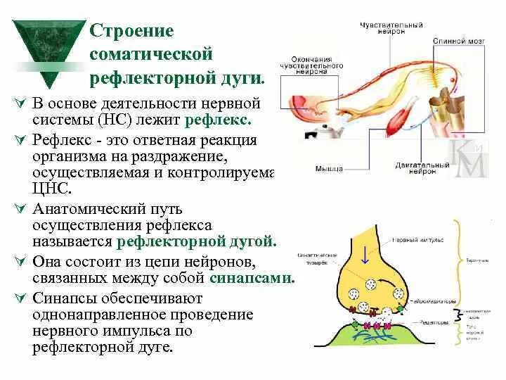 Нервно рефлекторная реакция