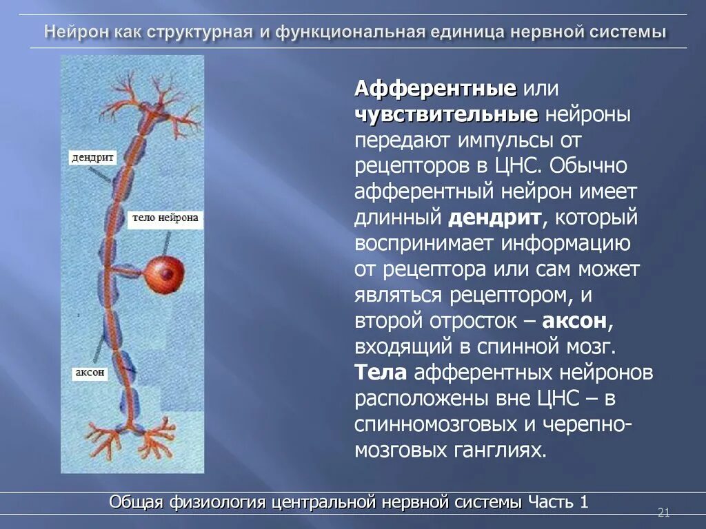 Нейрон структурная и функциональная единица нервной системы. Строение нейрона физиология. Нейрон как структурно-функциональная единица. Нейроны центральной нервной системы.